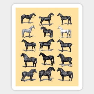 Vintage Horse Breed Chart Sticker